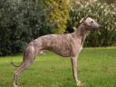 Fynn  (Feivel of Dulmanian Stars)