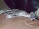 20081225-bild-2-small.JPG