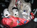 frieda7-small.JPG