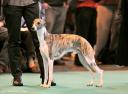 bayard_crufts09.jpg