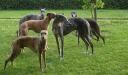 hunde22-medium.jpg