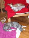 bon-jour-21121-small.JPG