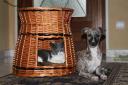 catsanddogs-small.JPG