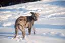 emmi2112092-small.jpg