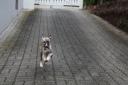 running_dino1-small.JPG