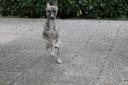 running_dino2-small.JPG