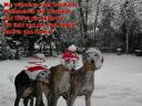 weihnachtshunde2009.jpg