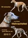 whippetdeluxe.jpg