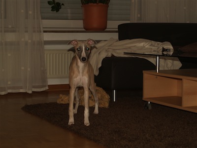 chilli4mo-small.JPG