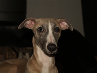 chilli4mo1-small.JPG