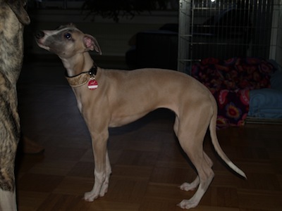 chilli4mo4-small.JPG