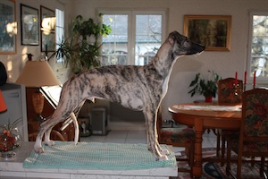 dino_steh1-small.JPG
