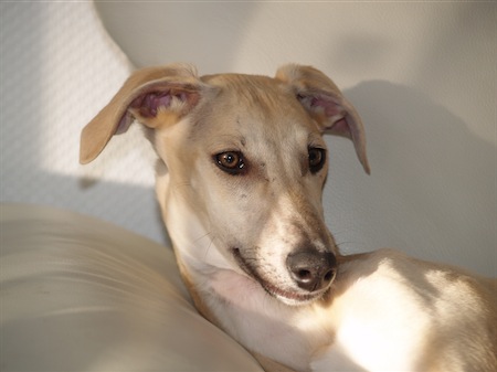 galga_chanel-small.JPG