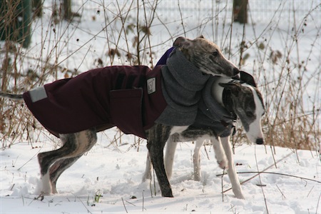 karlstern-14022010-019-small.jpg
