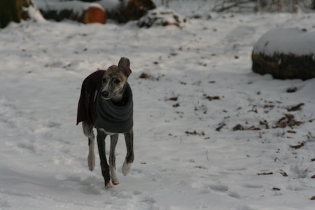 karlstern-14022010-022-small.jpg