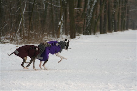 karlstern-14022010-026-small.jpg
