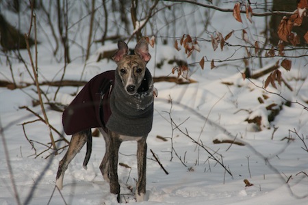karlstern-14022010-038-small.jpg
