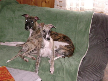 miro-und-lenny-small.JPG