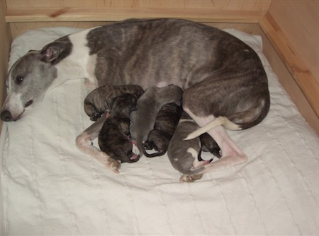 famile-b-small.JPG
