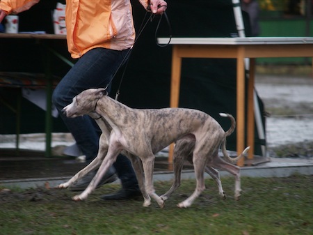 paar3-small.JPG