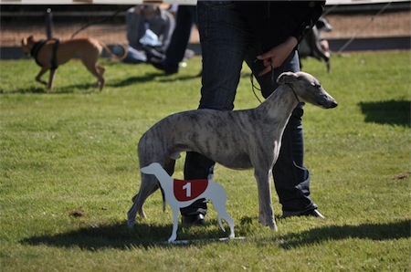 pepper_2-small.JPG