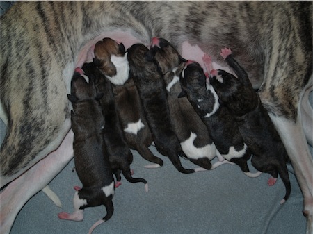 babies1_tag-small.JPG