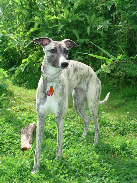 bijou-1306_5-small.JPG