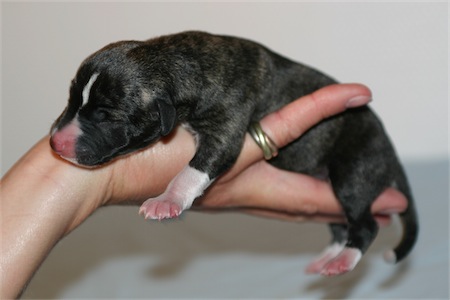 mondo-small.jpg