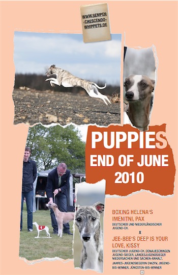puppies_bunt-small.jpg