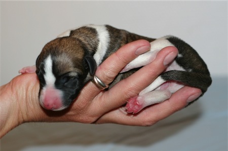 stella-small.jpg