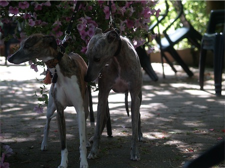 fynn-und-baccara-small.JPG
