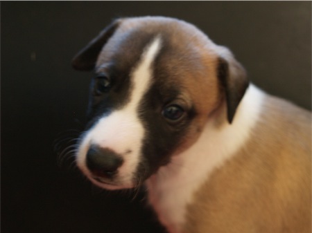 stella-4wo-small.JPG