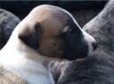 stella2007_2-small.JPG