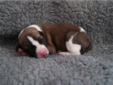 stella5t-small.JPG