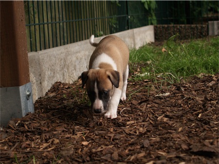 stella0108_1-small.JPG