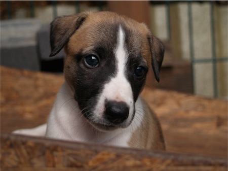 stella0108_2-small.JPG