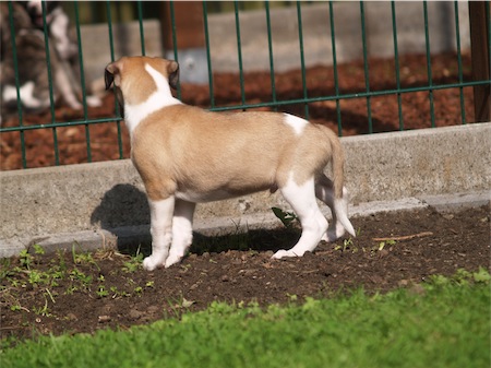 stella0508-small.JPG
