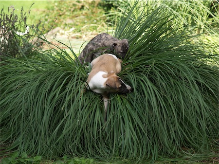 toben2-small.JPG
