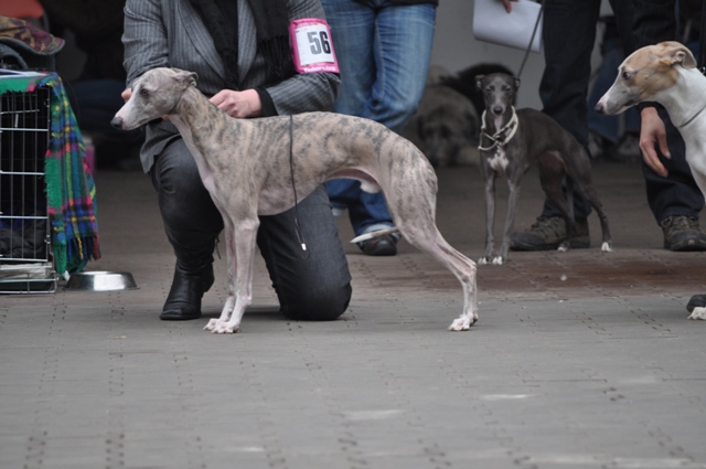 dsc_0245.JPG