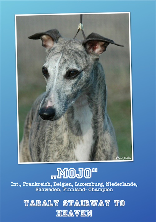 mojo_wurf_2-small.jpg