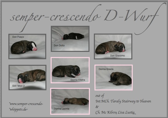d-wurf_1-small.jpg