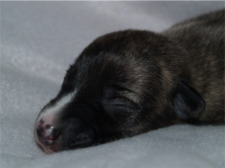 elettra_1wo_1-small.JPG