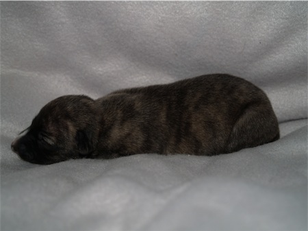 elettra_1wo_2-small.JPG