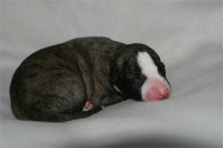 fosco-small.JPG