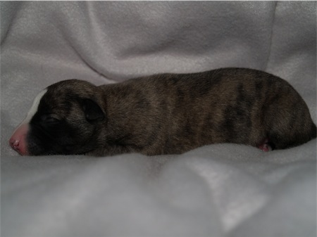 fosco_1wo_2-small.JPG