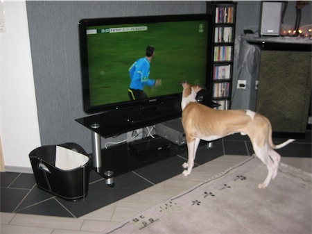 frodo-2011_fussball-small.JPG