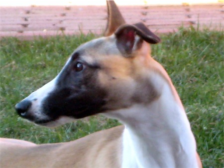 frodo-2011_kopf-small.JPG