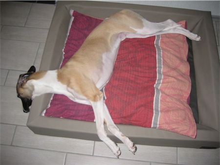 frodo-2011_korbchen-small.JPG