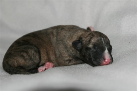 giacomo-small.JPG