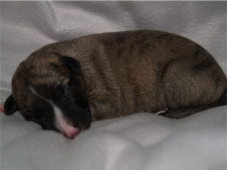 giacomo_1wo_2-small.JPG